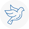 Bird Prevention Lydiate