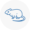 Rat Control Lydiate