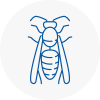 Lydiate Wasp Nest Removal